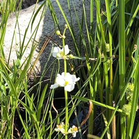 Photo of the plant species Broadleaf Arrowhead by @BrotherNapaea26 named Gates on Greg, the plant care app