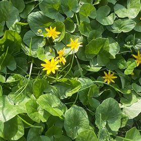 Photo of the plant species Ficaria verna by @InformedSkimmia named Fernie Mercury on Greg, the plant care app
