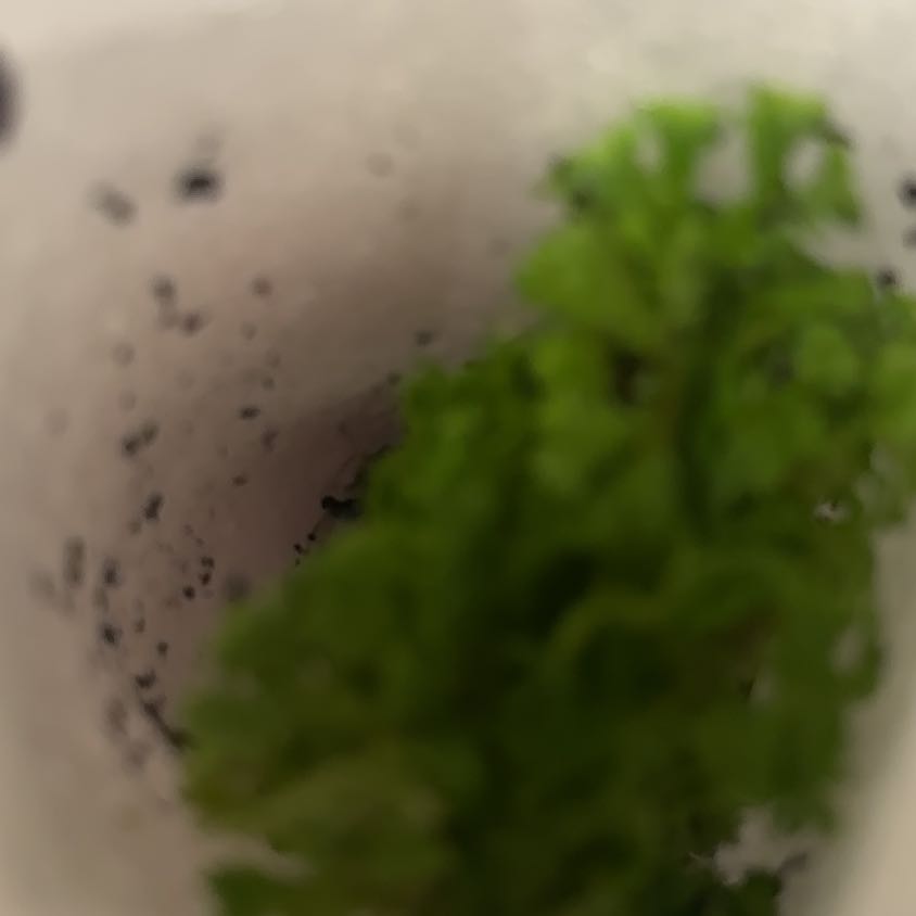 Photo of the plant species Toothed Plagiomnium Moss by @WinSierrapea17 named Mollie on Greg, the plant care app