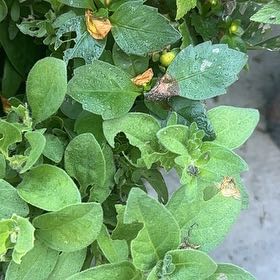 Photo of the plant species New Zealand Spinach by @WinSierrapea17 named Treeyoncé on Greg, the plant care app