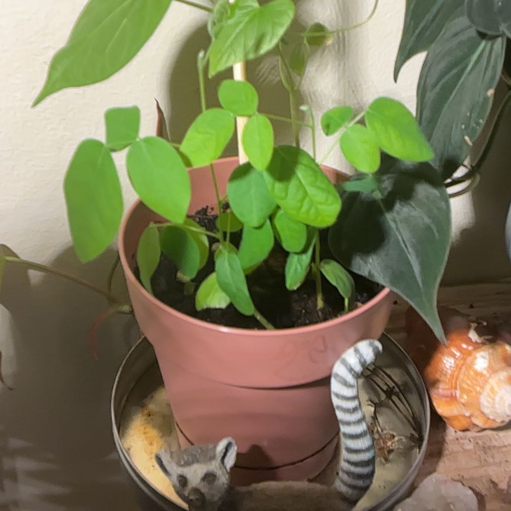 Photo of the plant species Butterfly Pea by @NeatOrchid36 named Demi on Greg, the plant care app