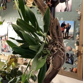 Photo of the plant species Cattleya Orchid by @NeatOrchid36 named Aria on Greg, the plant care app