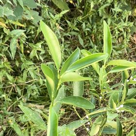 Photo of the plant species Crape Ginger by @NewJade66 named Baesil on Greg, the plant care app