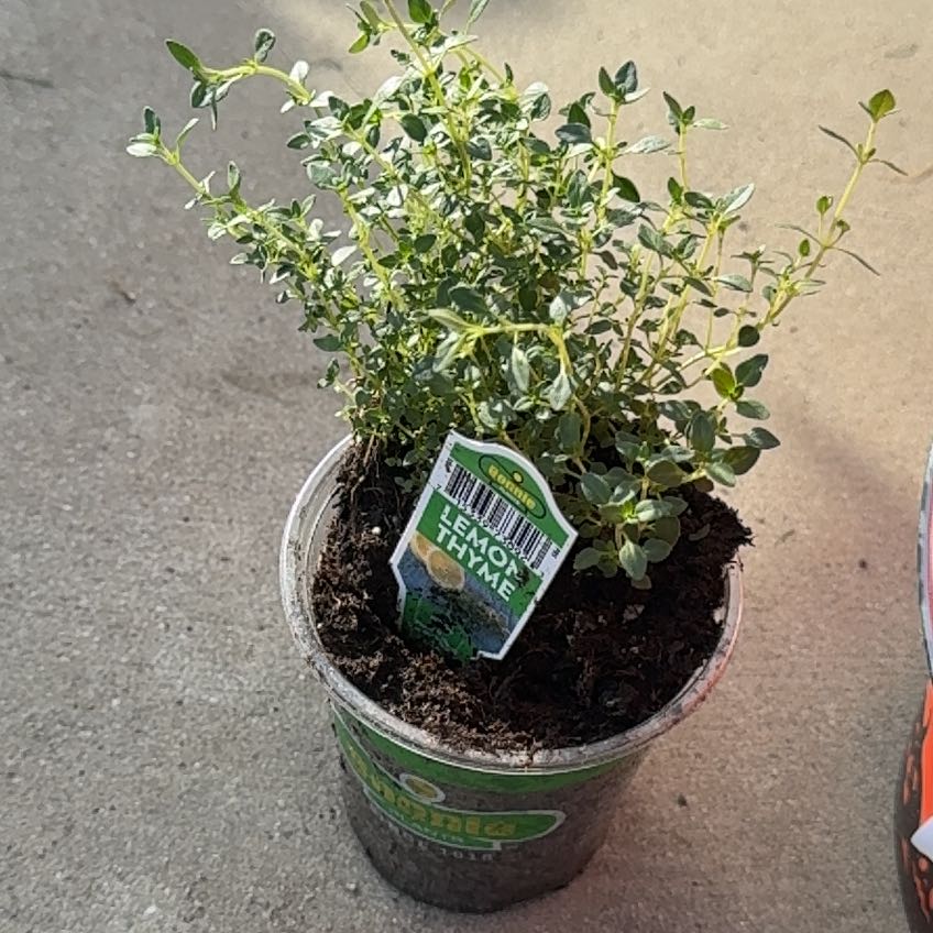Photo of the plant species Lemon Thyme by @SpunkyMizuna17 named Scarlett on Greg, the plant care app