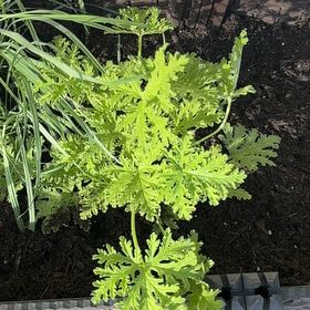Photo of the plant species Citronella (anti-mosquito plant) by @SpunkyMizuna17 named Bruce Lee on Greg, the plant care app