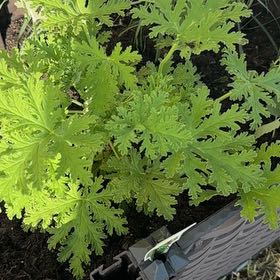 Photo of the plant species Citronella (anti-mosquito plant) by @SpunkyMizuna17 named Sage on Greg, the plant care app
