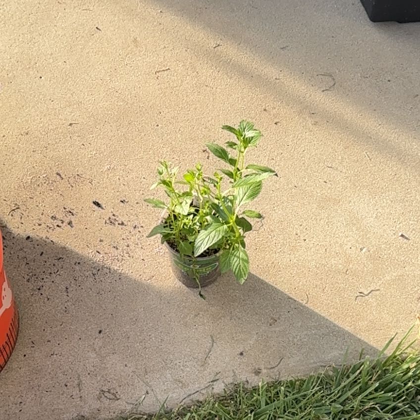 Photo of the plant species Peppermint by @SpunkyMizuna17 named Nithin on Greg, the plant care app