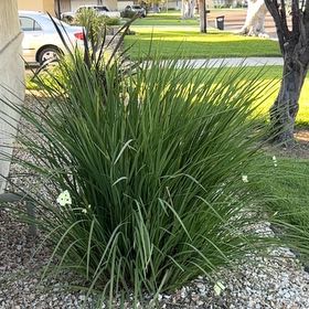 Photo of the plant species African Lily by @SpunkyMizuna17 named LiloStitch on Greg, the plant care app