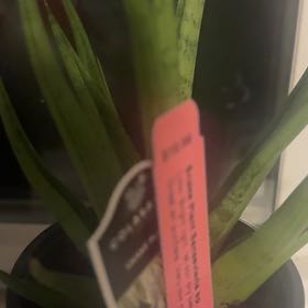 Photo of the plant species Sansevieria Night Owl by @QualityBasil81 named Leonardo on Greg, the plant care app