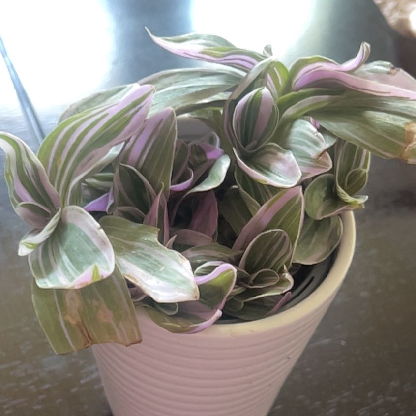 Photo of the plant species Feeling Flirty by @BigErophaca33 named Fernie Saunders on Greg, the plant care app