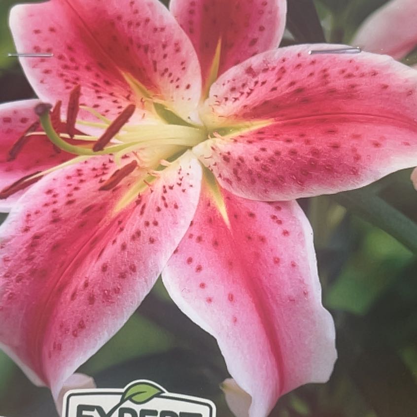 Photo of the plant species Stargazer Lily by @BigErophaca33 named Scarlett on Greg, the plant care app