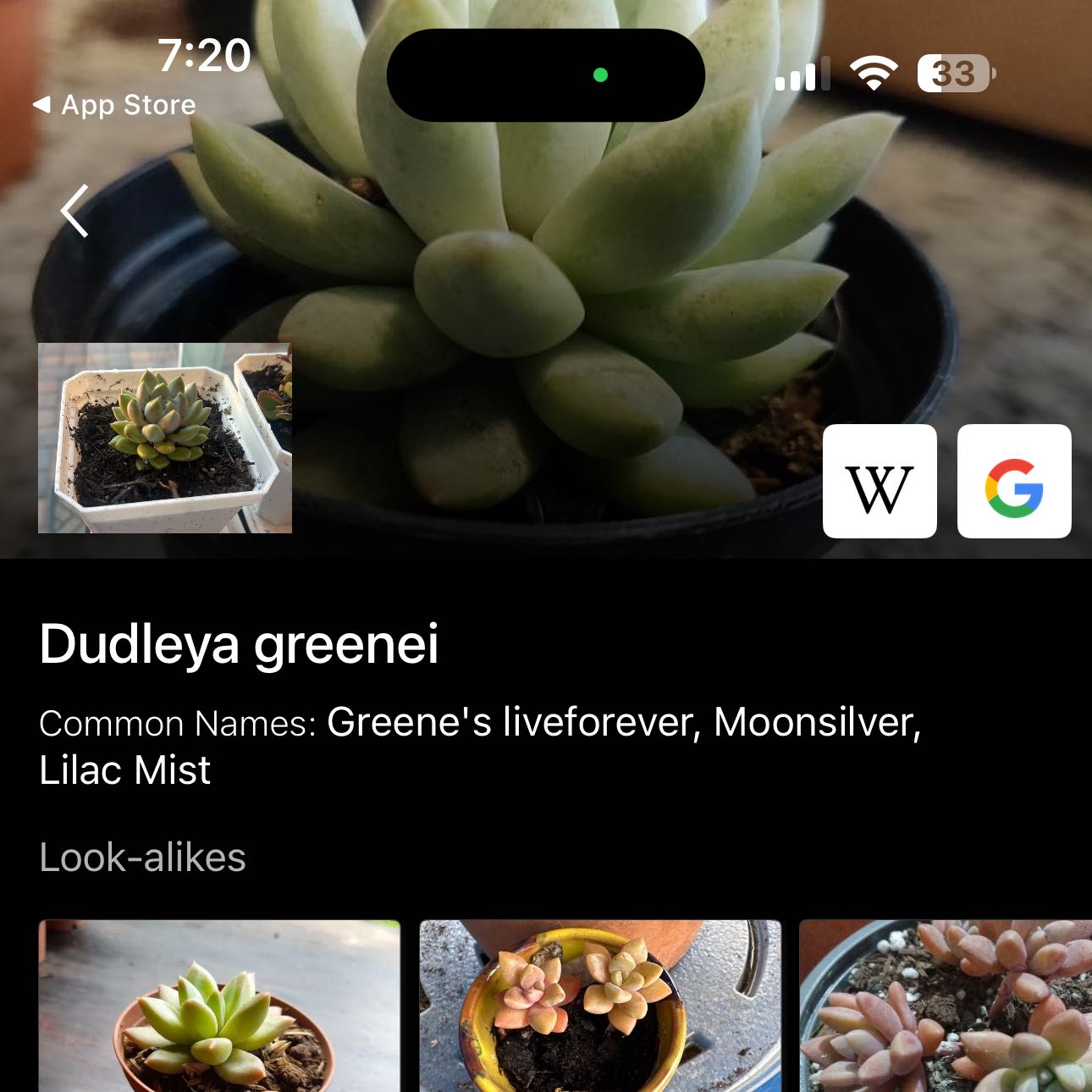 Photo of the plant species Dudleya Greenei by @NoblyPeyote82 named Lola on Greg, the plant care app