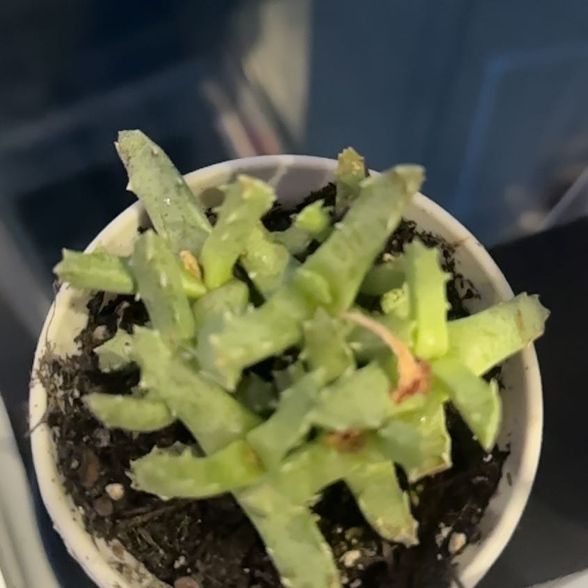 Photo of the plant species Musteline Stomatium by @NoblyPeyote82 named Shakira on Greg, the plant care app