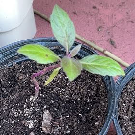 Photo of the plant species Okinawa Spinach by @HeroKale11 named Gregarious on Greg, the plant care app