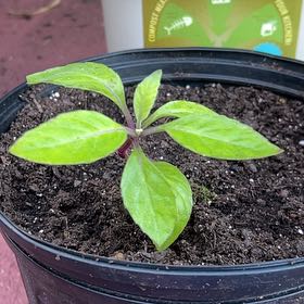 Photo of the plant species Longevity Spinach by @HeroKale11 named Queen on Greg, the plant care app