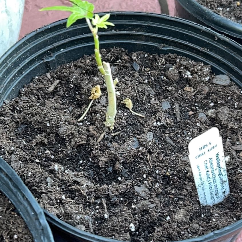 Photo of the plant species Chief Kubo's Abelmoschus by @HeroKale11 named Rosa on Greg, the plant care app