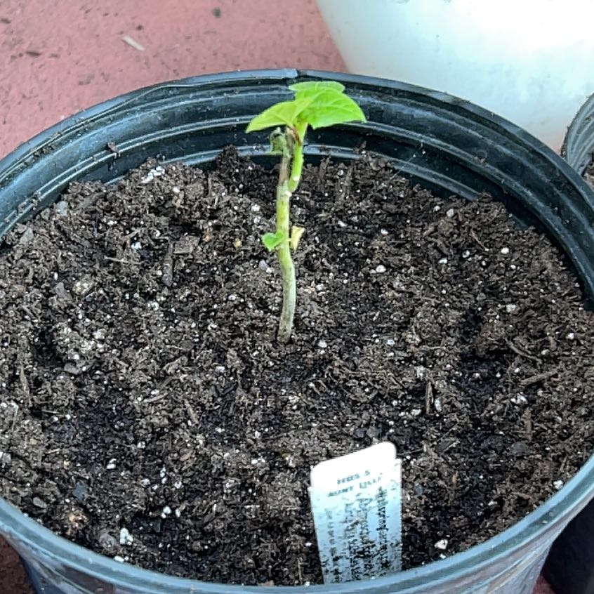 Photo of the plant species Auntie Lilli's Abelmoschus by @HeroKale11 named Sage on Greg, the plant care app
