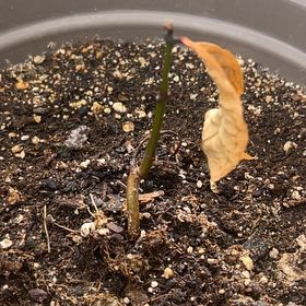 Photo of the plant species Hawaiian Mountain Apple by @OodlesTauhinu63 named Rihanna on Greg, the plant care app