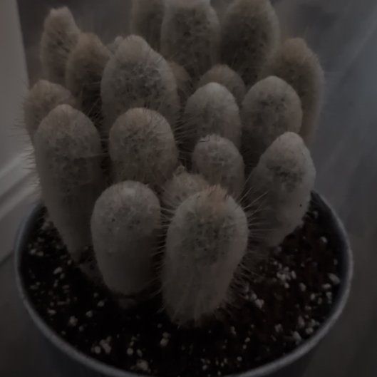 Photo of the plant species Penis Cactus by @SweetSandwort1 named Cleopatra on Greg, the plant care app