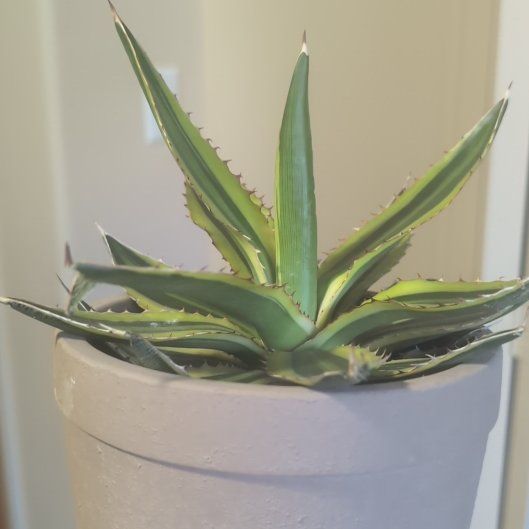 Photo of the plant species Agave Tricolor by @SweetSandwort1 named Apollo on Greg, the plant care app