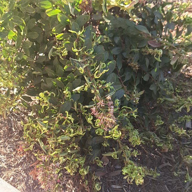 Photo of the plant species Etruscan Honeysuckle by @PalpableChervil named Queen on Greg, the plant care app