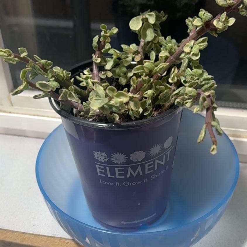 Photo of the plant species Stelis elementaria by @TryPlanty90 named Nemo on Greg, the plant care app