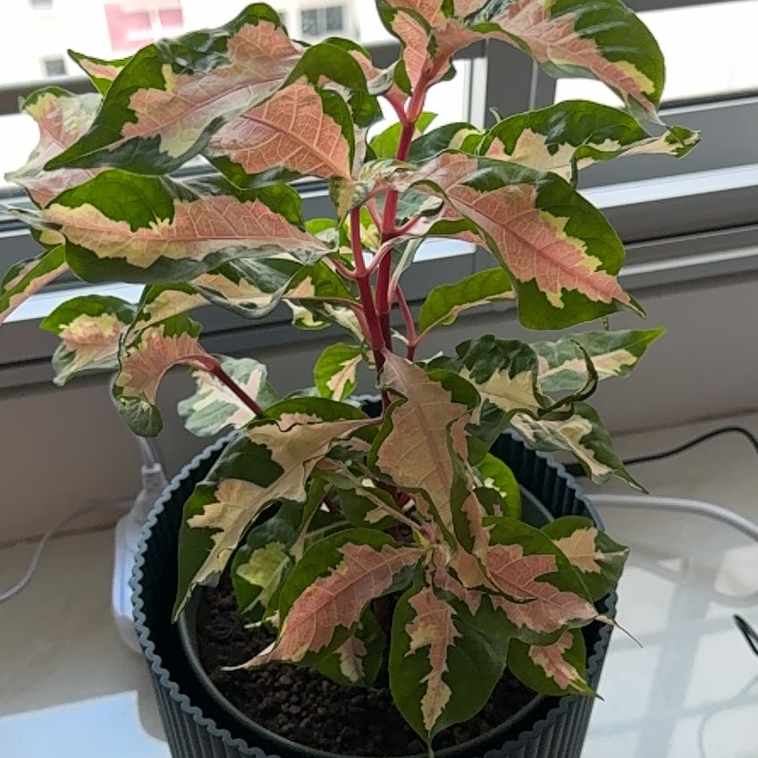 Photo of the plant species Caricature Plant by @BigLithops87 named Mando on Greg, the plant care app