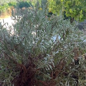 Photo of the plant species Lavandula Pedunculata by @TidyRedfir6 named Walt on Greg, the plant care app