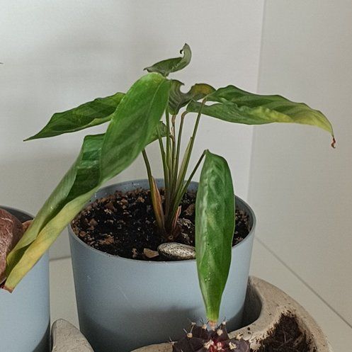 Photo of the plant species Ctenanthe 'Silver Star' by @KeyBeech87 named da Vinci on Greg, the plant care app