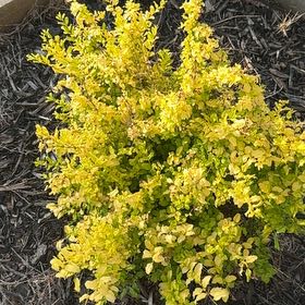 Photo of the plant species Golden Ligustrum by @ManlyRyebrome55 named Planty on Greg, the plant care app