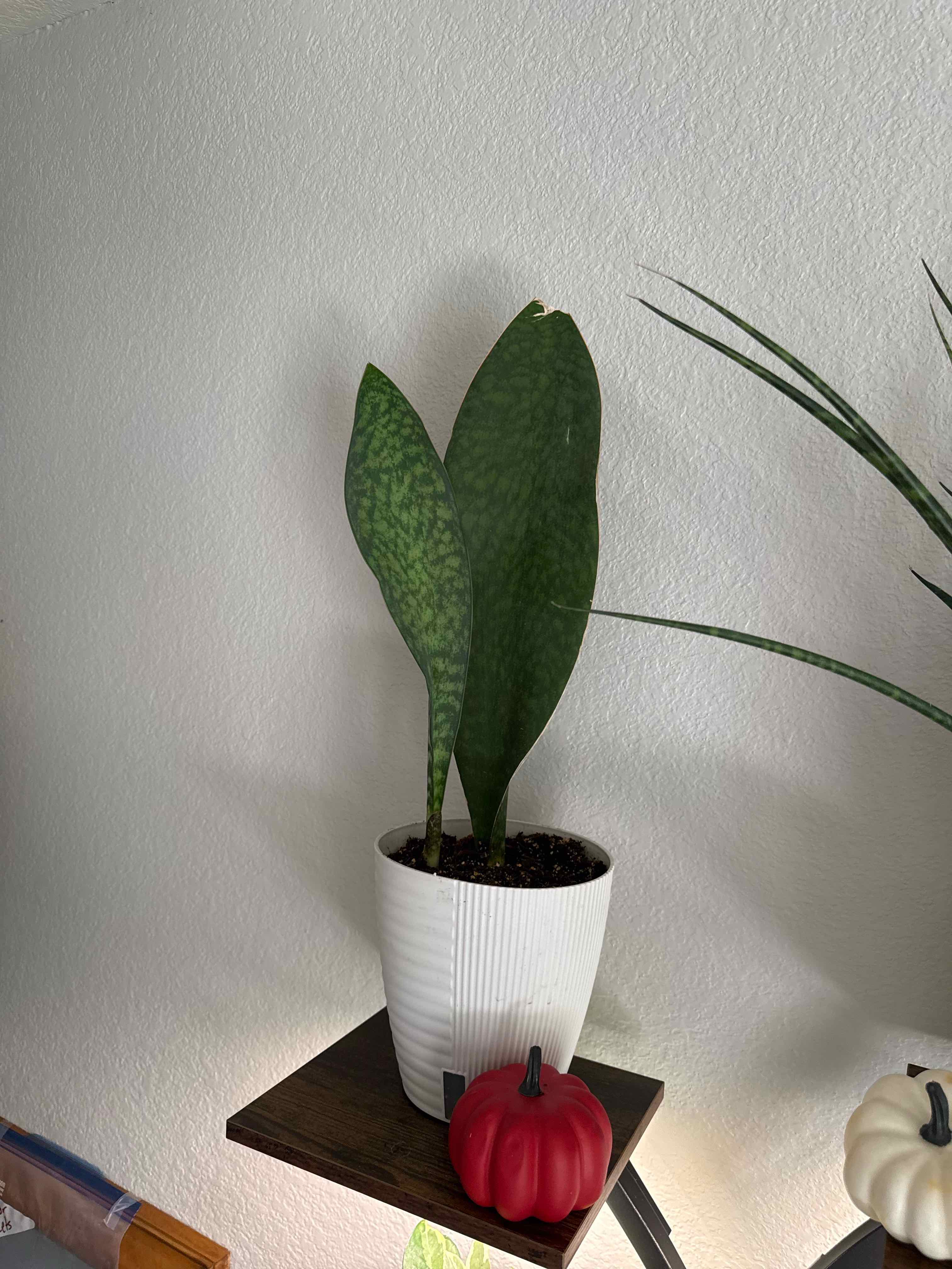 Photo of the plant species Whalefin Snake Plant by @LushSwampbay89 named Nemo on Greg, the plant care app