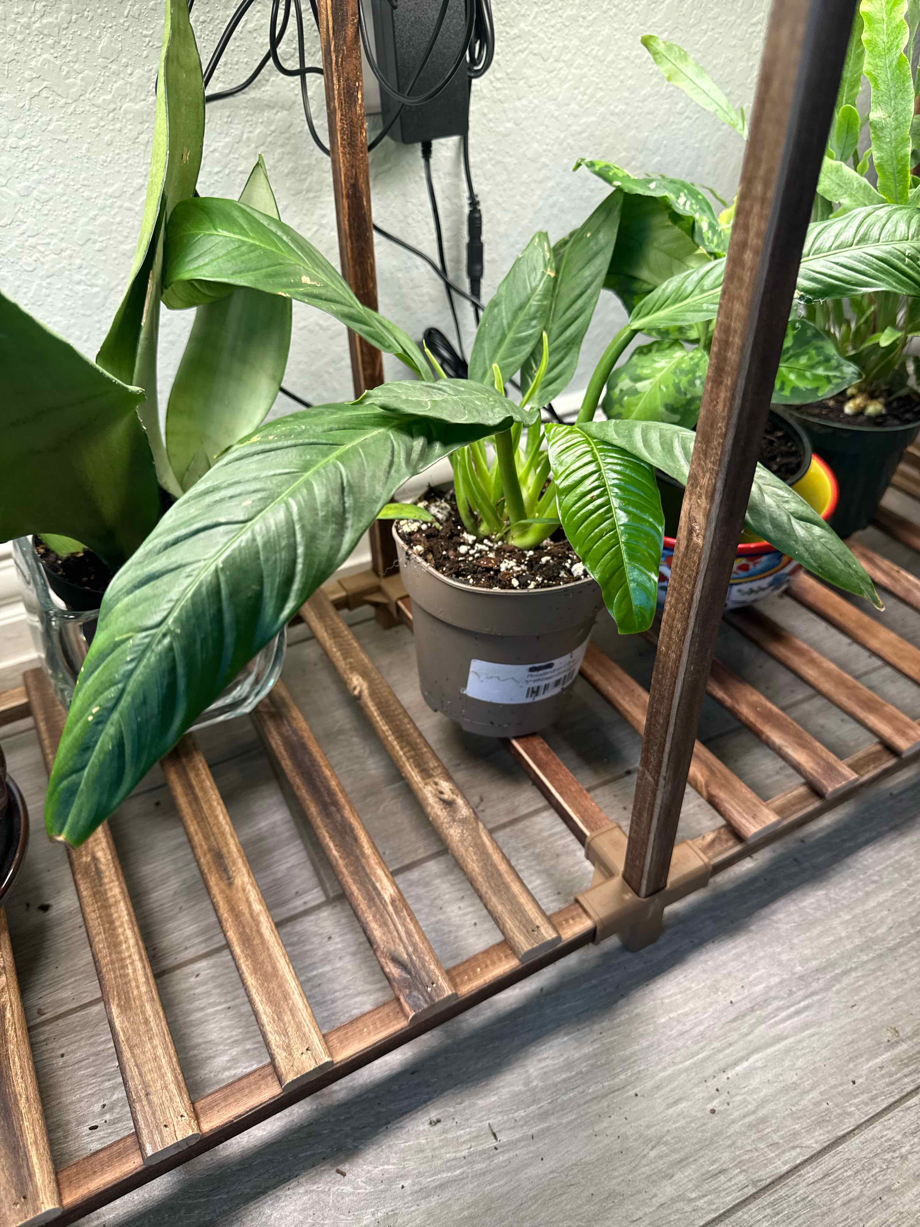 Photo of the plant species Philodendron campii by @LushSwampbay89 named Lynette  - hanging basket on Greg, the plant care app