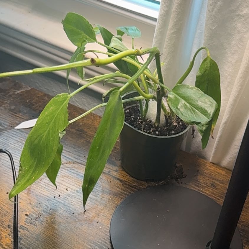 Photo of the plant species Philodendron Tripartitum by @LushSwampbay89 named da Vinci on Greg, the plant care app