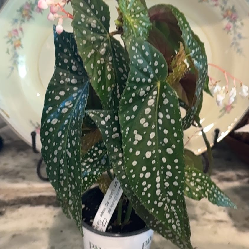Photo of the plant species Double Dot by @LushSwampbay89 named Fernie Mac on Greg, the plant care app