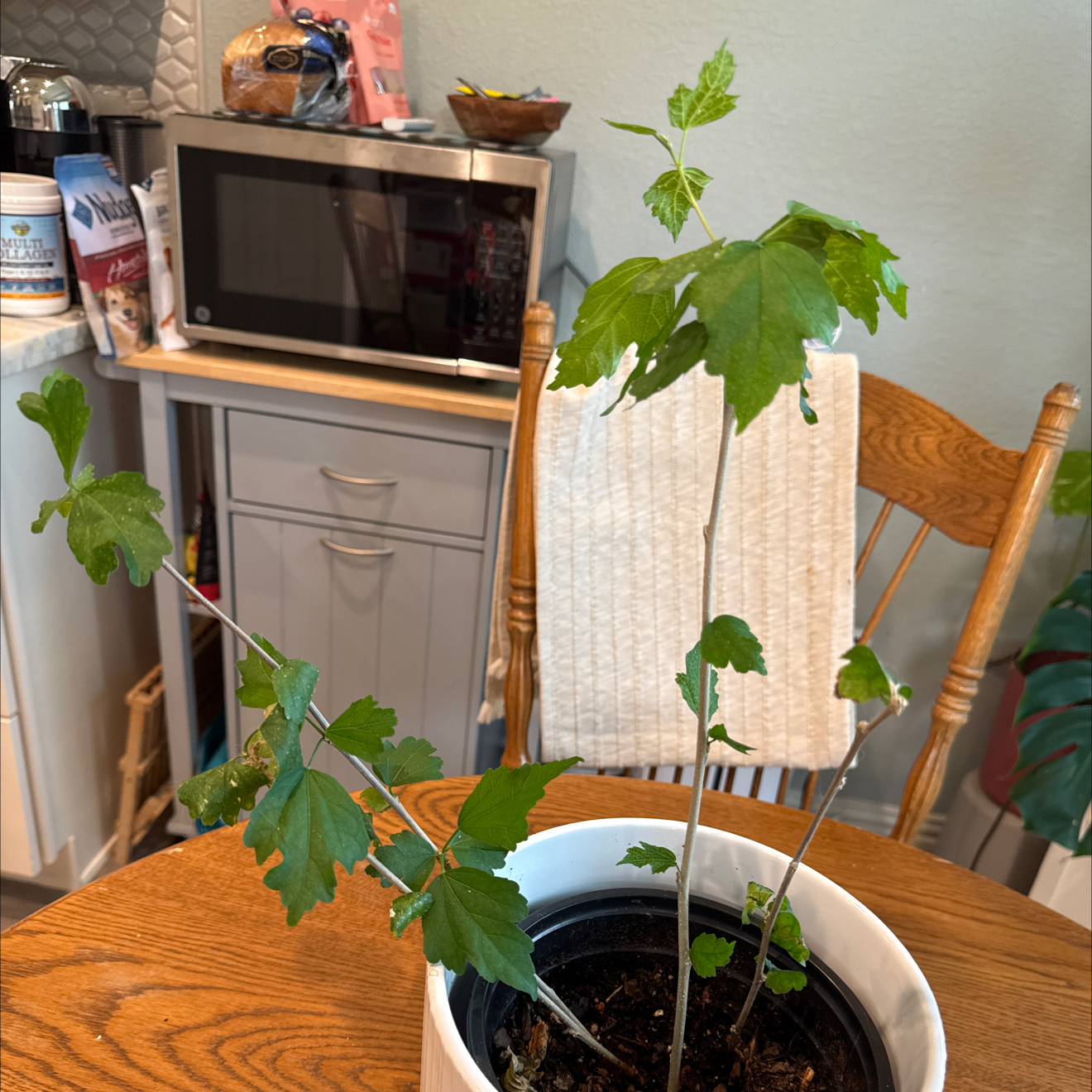 Photo of the plant species Rose Of Sharon by @LushSwampbay89 named Tree Diddy on Greg, the plant care app
