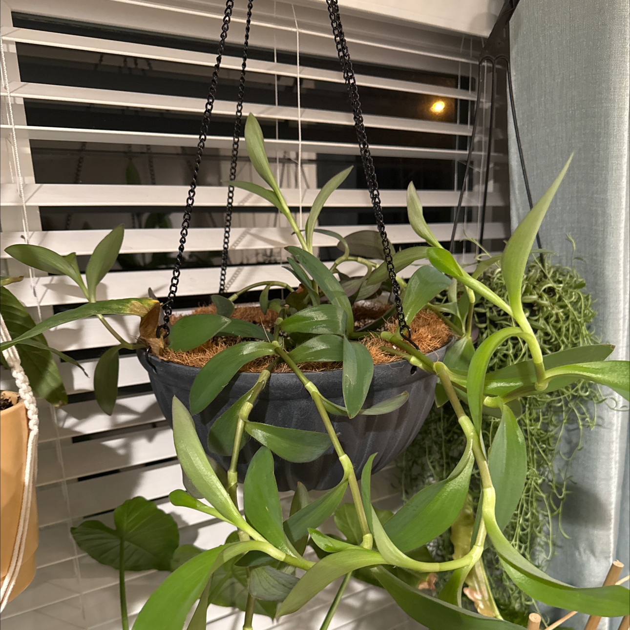Photo of the plant species Tradescantia 'Melnikoff' by @LushSwampbay89 named Becky on Greg, the plant care app