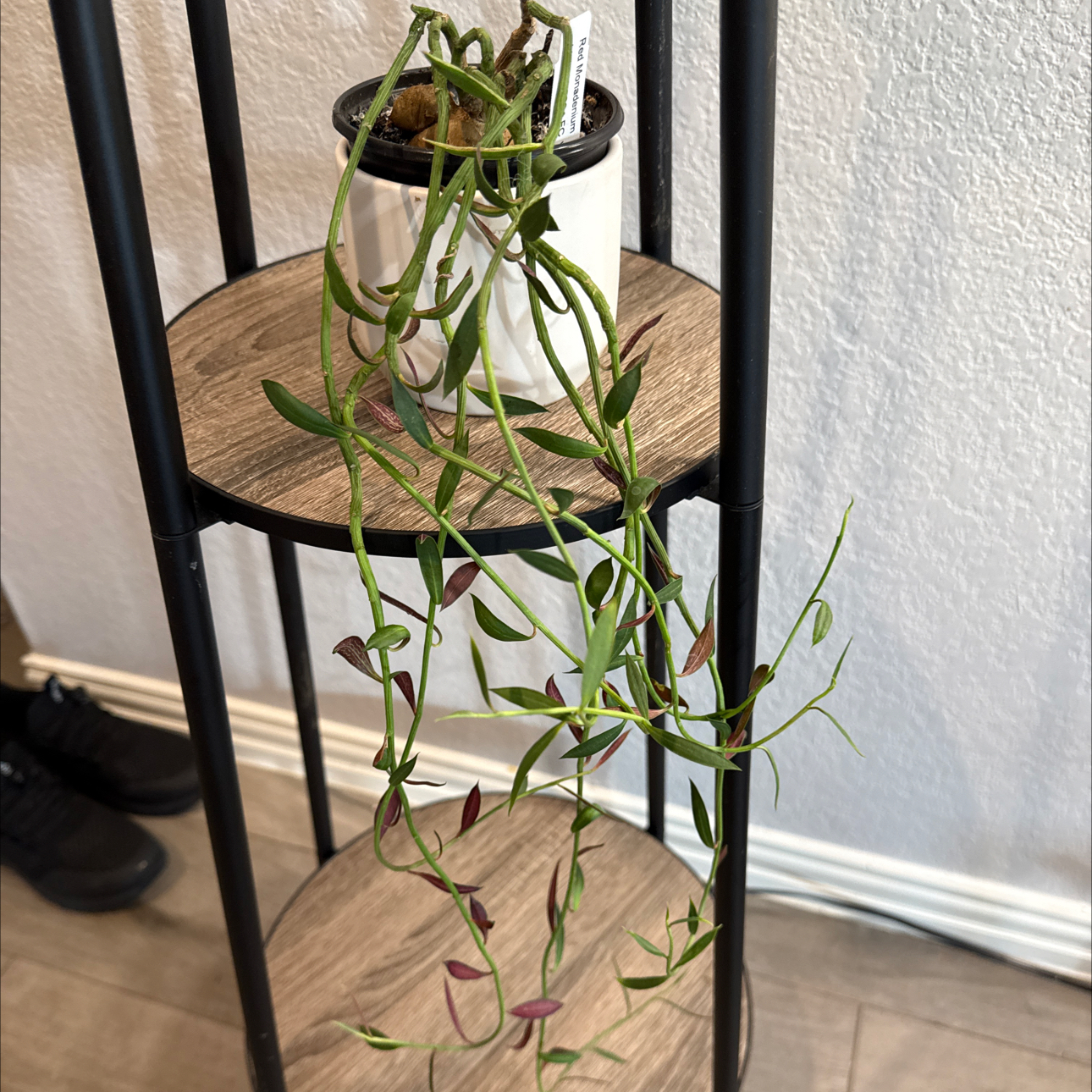 Photo of the plant species Red Monadenium by @LushSwampbay89 named Sol - living room on Greg, the plant care app