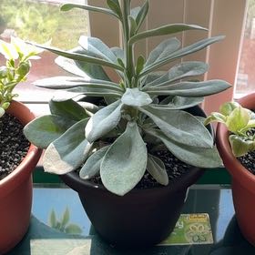 Photo of the plant species Mountain Fire Senecio by @InspiredDaisy67 named Denali on Greg, the plant care app