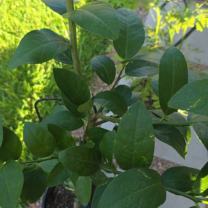 Photo of the plant species Persian Lime by @LightCamelina12 named James Dean on Greg, the plant care app