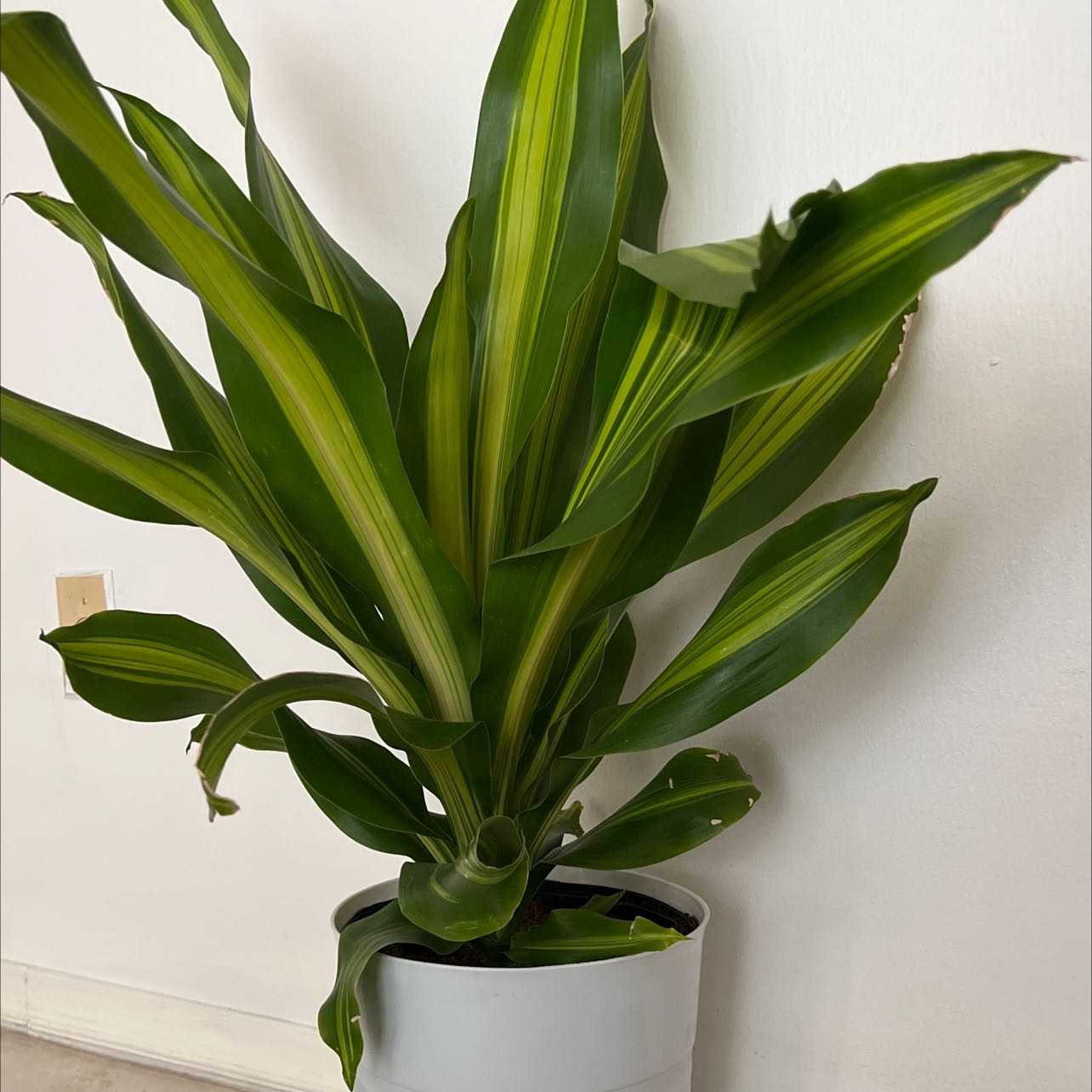 Dracaena 'Golden Heart' plant in a white pot with vibrant green and yellow-striped leaves.
