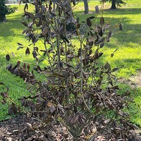 Photo of the plant species Nellie stevens holly by @AbleBeachplum named Doja Cat on Greg, the plant care app