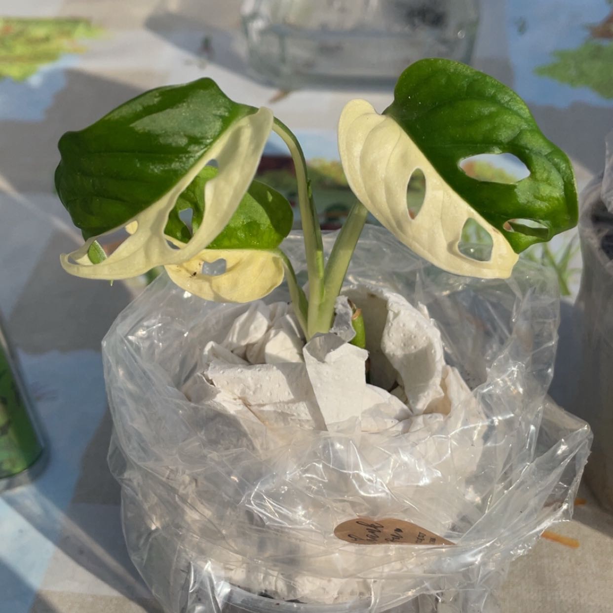 Photo of the plant species Variegated Swiss Cheese Plant by @BusyPotato10 named Darwin on Greg, the plant care app