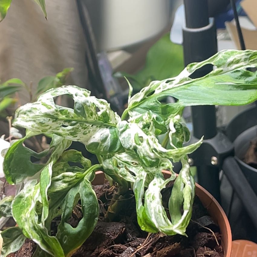 Photo of the plant species Monstera Adansonii Variegated by @BusyPotato10 named Willow on Greg, the plant care app