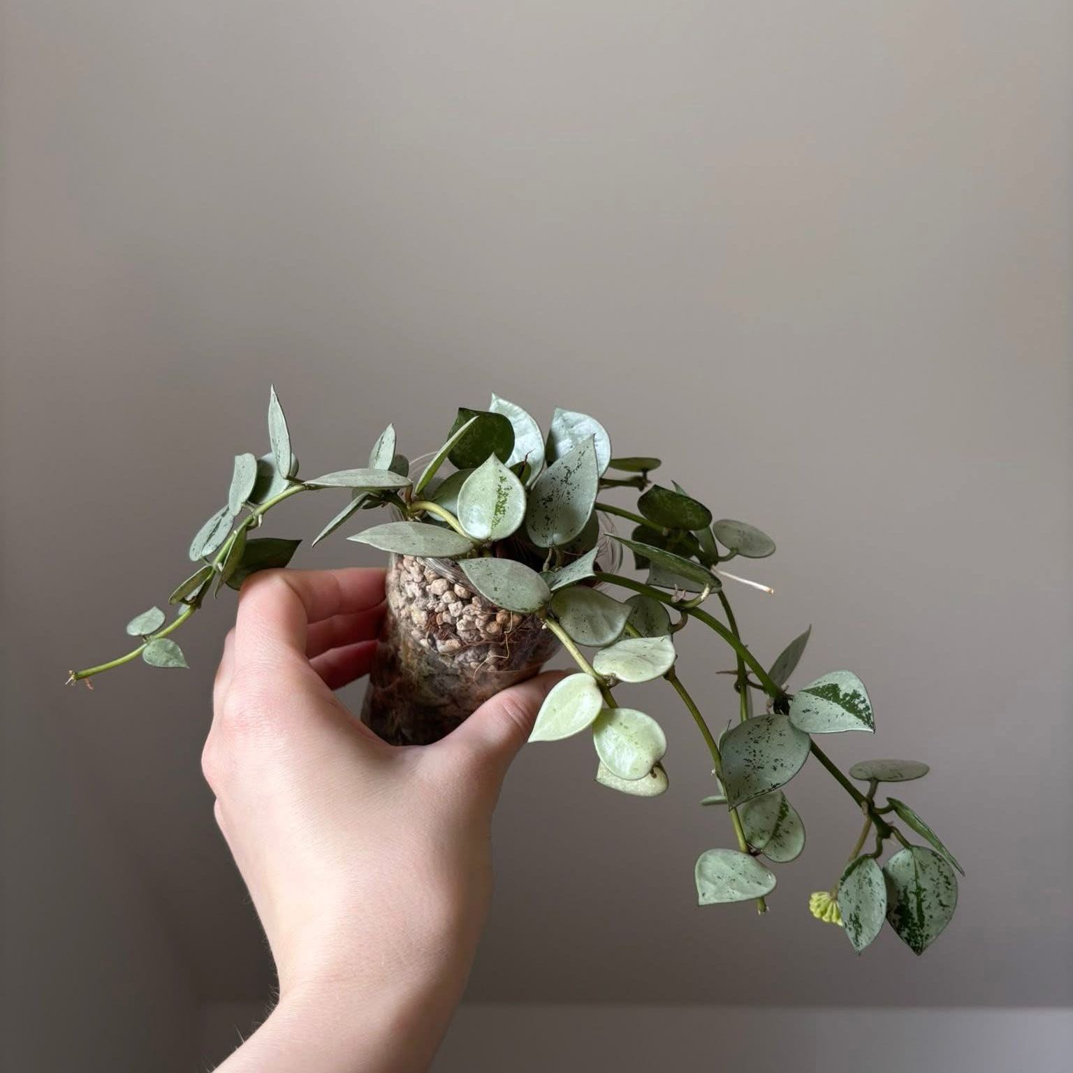 Photo of the plant species Super Silver Hoyaa Krohniana by @BusyPotato10 named Einstein on Greg, the plant care app
