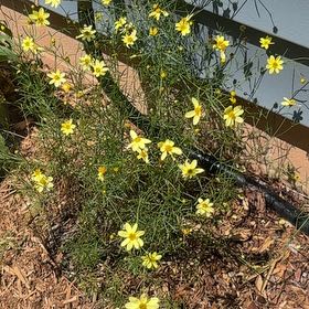 Photo of the plant species Whorled Tickseed by @DotingAnacua98 named Coco on Greg, the plant care app