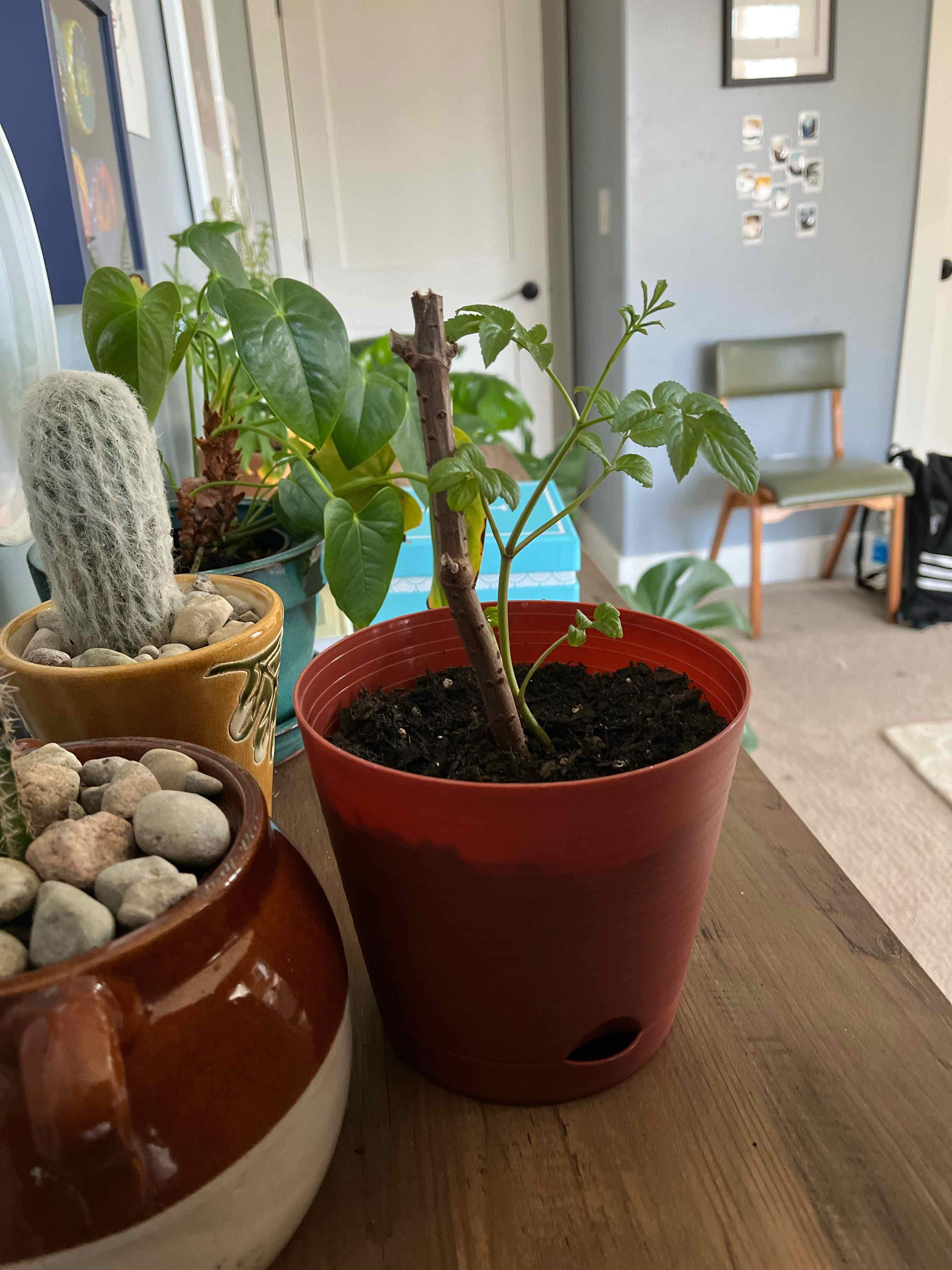 Plant care for European Cranberrybush 'Satisfaction' on Greg, the plant care app