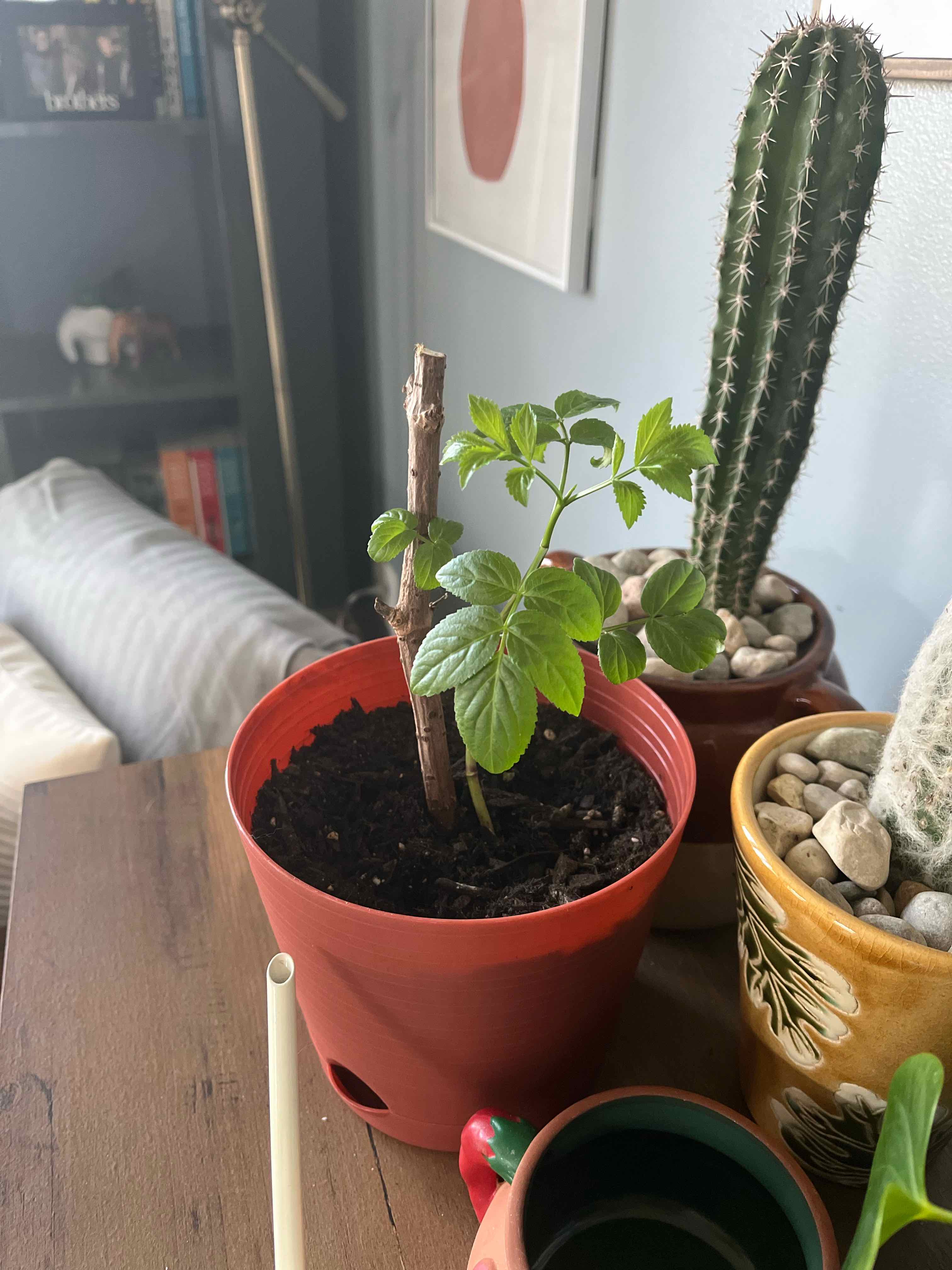 Common Elderberry is Not Toxic to Humans When Properly Prepared