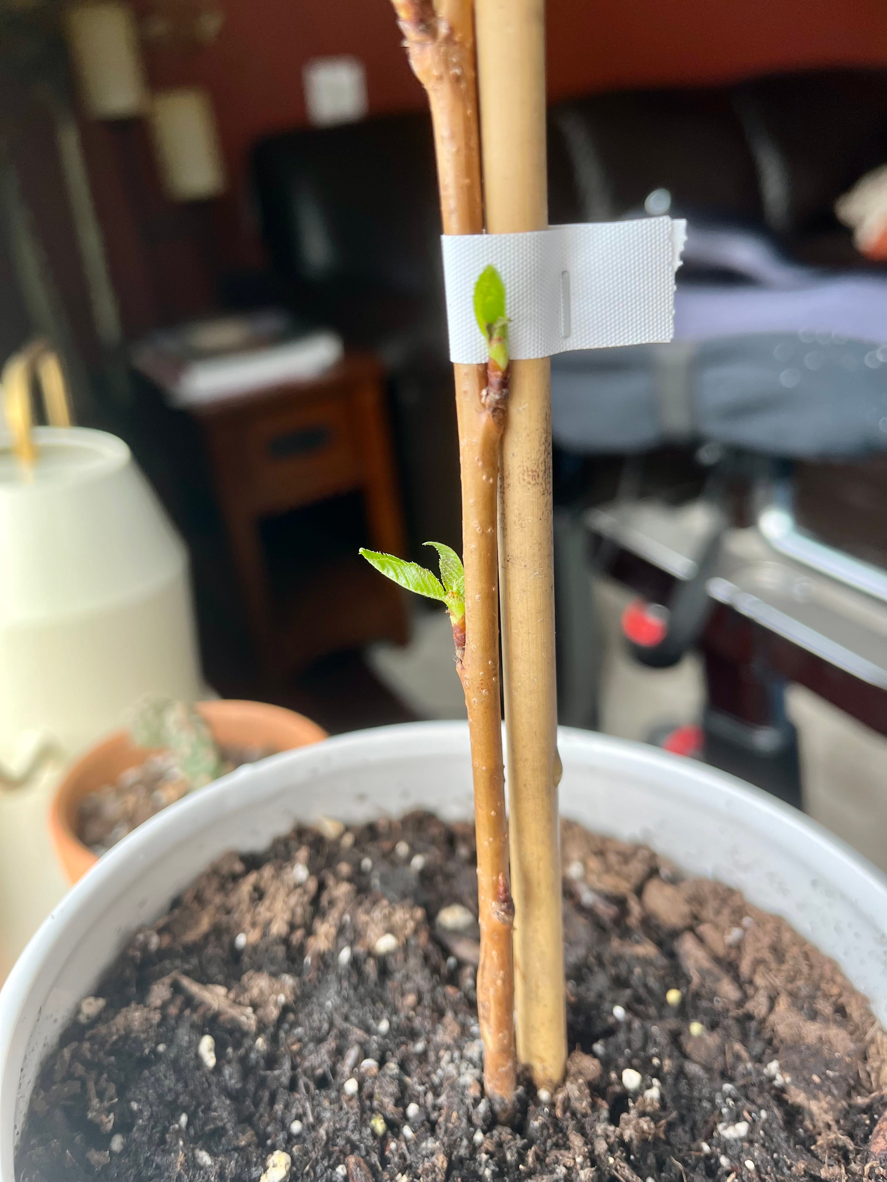 🍒 Hybrid Cherry Tree Ultimate Guide to Fertilizing