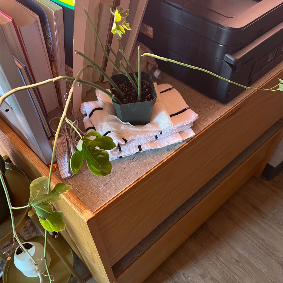 Potted plant with long stems and green leaves, some yellowing and browning, on a wooden surface.