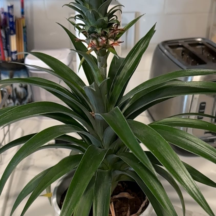 Photo of the plant species Pineapple by @AdaptableSalal named Prince on Greg, the plant care app
